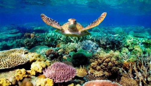 Barriere coralline a rischio: in Florida un programma per ripiantare i  coralli 