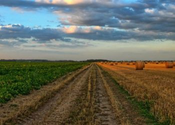 Agricoltura bio e bio industriale