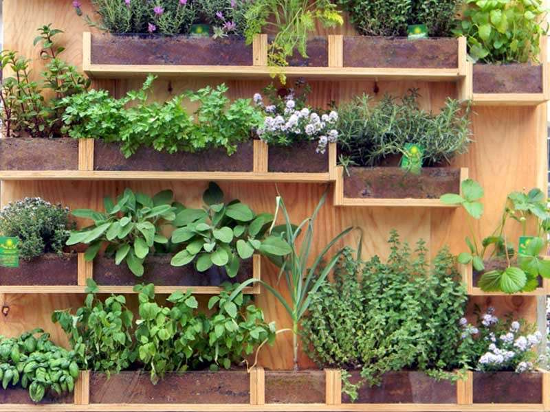 Come creare un orto sul balcone