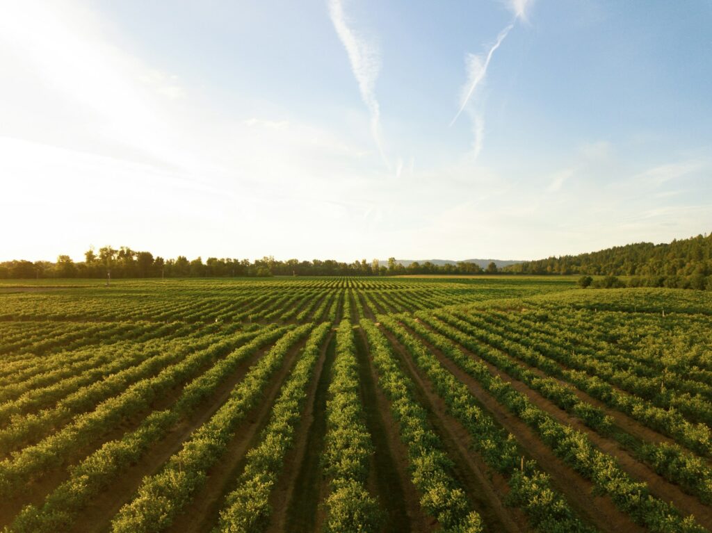 In Danimarca una tassa sulle emissioni in agricoltura e allevamento