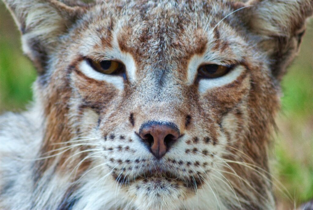 Lince iberica