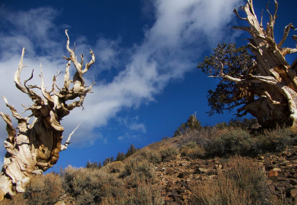 Clima del passato: lo scopriremo grazie agli alberi Matusalemme