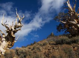 Clima del passato: lo scopriremo grazie agli alberi Matusalemme