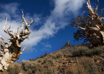 Clima del passato: lo scopriremo grazie agli alberi Matusalemme