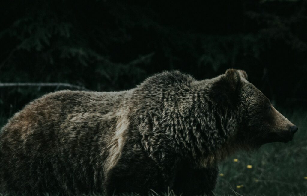 Caccia all’orso Svezia