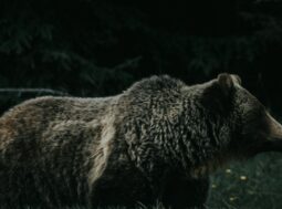 Caccia all’orso Svezia