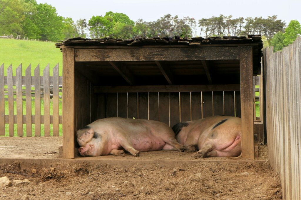 industria della carne fa disinformazione