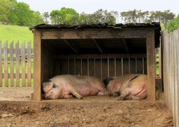 industria della carne fa disinformazione