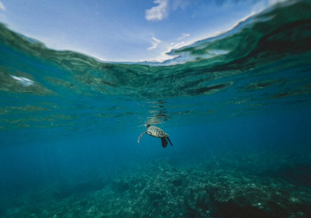 Nidi di tartaruga Caretta in Italia