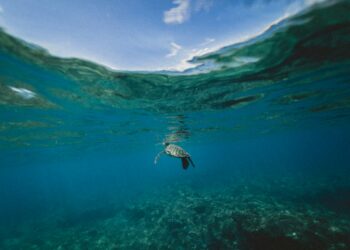 Nidi di tartaruga Caretta in Italia