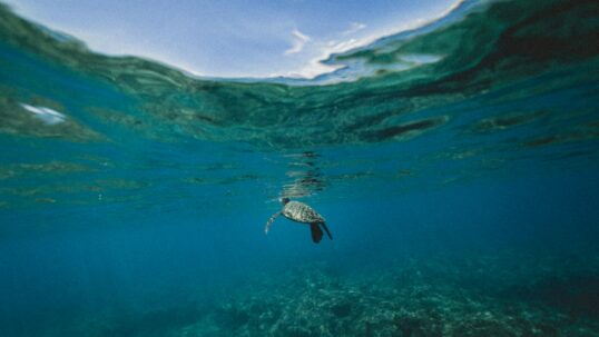 Nidi di tartaruga Caretta in Italia